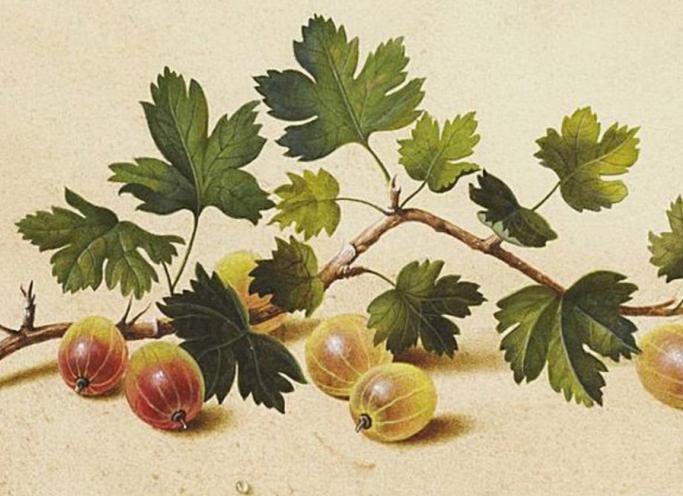 Крыжовник - краткое содержание