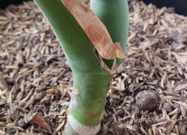 Прошел месяц, с тех пор когда Борис и его сестра закрылись в монастыре и отказались взять направление на престол в городе Москва