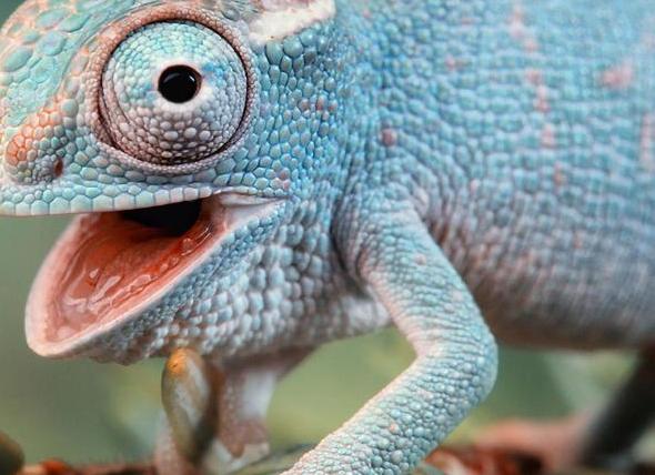 Хамелеон - краткое содержание